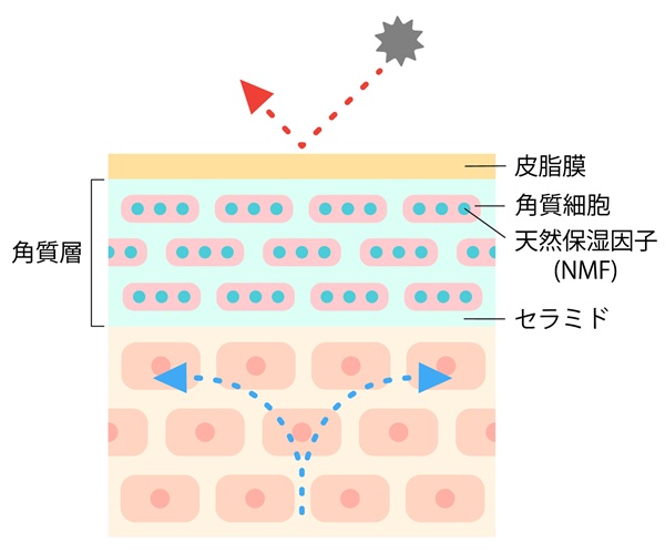 角質層とセラミドの図